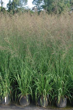 Molinia coerulea 'Skyracer' - Purple Moor Grass
