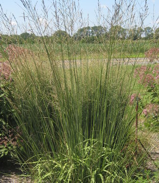 Molinia coerulea Skyracer - Purple Moor Grass