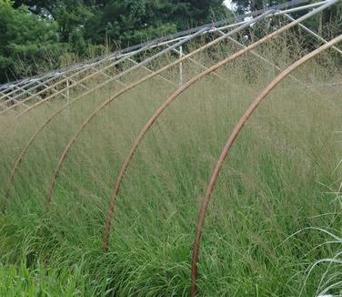 Molinia caerulea Skyracer