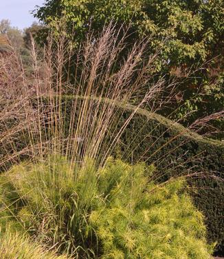 Molinia coerulea Skyracer (Longwood Gardens)