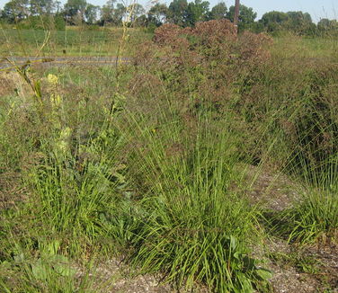 Molinia coerulea Skyracer - Purple Moor Grass