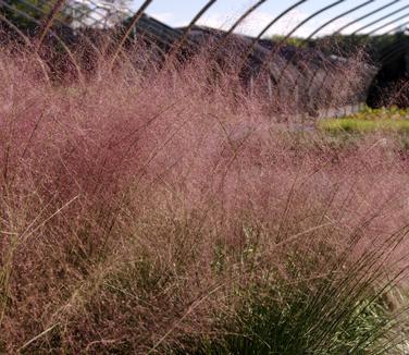 Muhlenbergia capillaris - Pink Muhly Grass