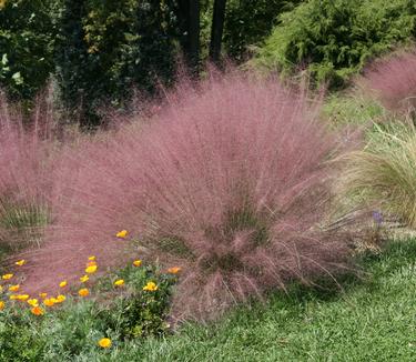 Muhlenbergia capillaris