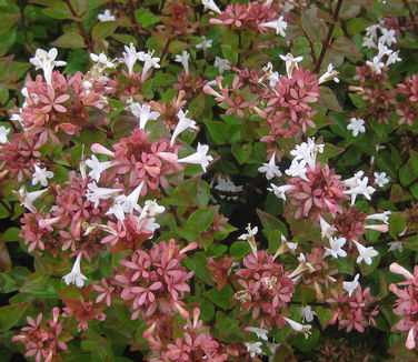 Abelia x grandiflora 'Rose Creek'
