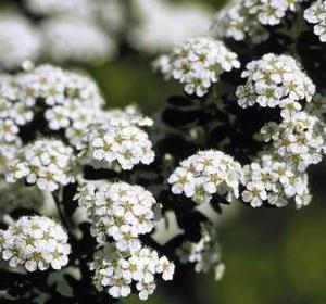 Spiraea nipponica Snowmound