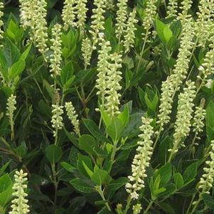 Clethra alnifolia Hummingbird