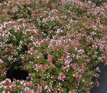 Abelia x grandiflora 'Rose Creek'