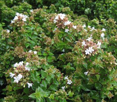 Abelia x grandiflora Rose Creek