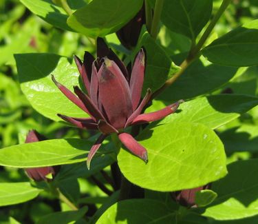 Calycanthus floridus 'Michael Lindsey'