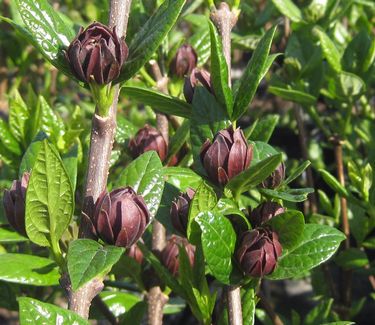 Calycanthus floridus Michael Lindsey