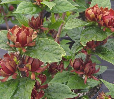 Calycanthus floridus Michael Lindsey 