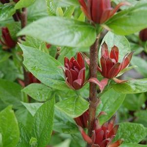 Calycanthus floridus 