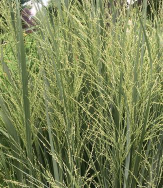 Panicum virgatum 'Northwind' - Switch Grass