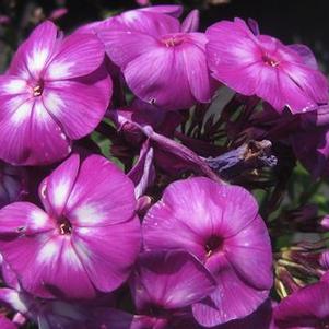 Phlox paniculata Laura