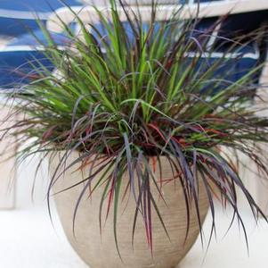 Andropogon gerardii Blackhawks