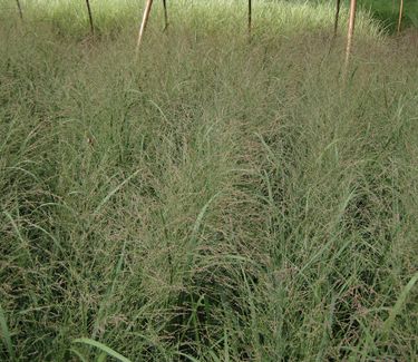 Panicum virgatum Northwind