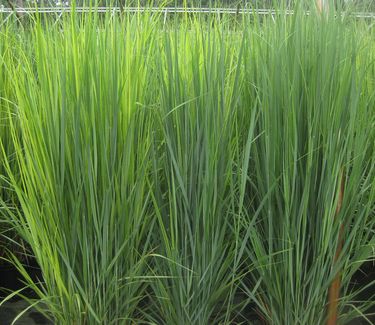 Panicum virgatum 'Northwind' - Switch Grass