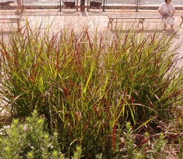 Panicum virgatum Shenandoah 