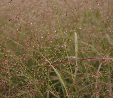 Panicum virgatum Shenandoah