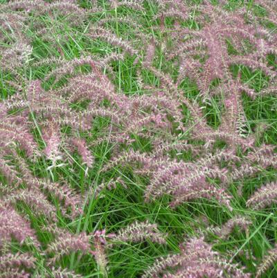 Pennisetum orientale Karley Rose