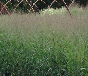 Panicum virgatum Shenandoah 