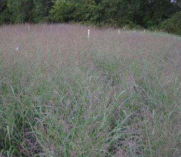 Panicum virgatum 'Shenandoah' - Switch Grass