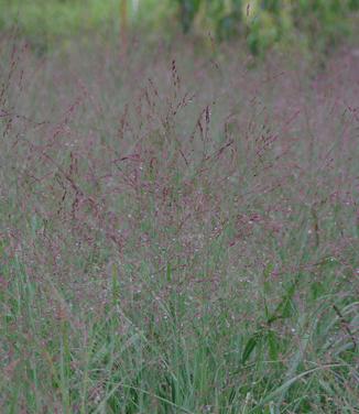 Panicum virgatum Shenandoah