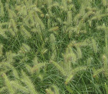 Pennisetum alopecuroides 'Hameln' - Dwarf Fountain Grass