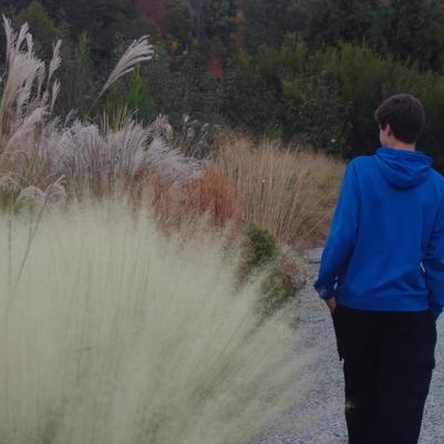 Muhlenbergia capillaris White Cloud