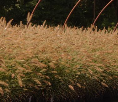 Pennisetum alopecuroides 'Hameln' - Dwarf Fountain Grass