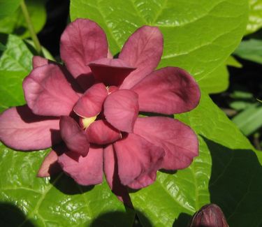 Calycanthus raulstonii 'Hartlage Wine' - Sweetshrub