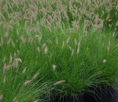 Pennisetum alopecuroides Piglet - Fountain Grass