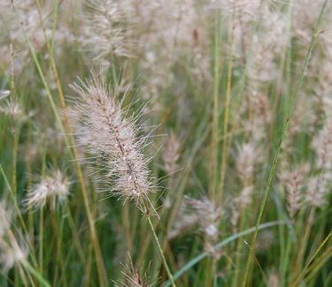 Pennisetum alopecuroides 'Piglet' 