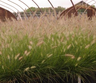 Pennisetum alopecuroides Piglet