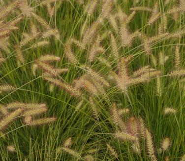 Pennisetum alopecuroides 'Piglet' 