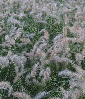 Pennisetum alopecuroides Piglet