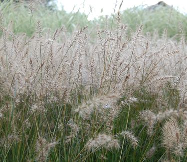 Pennisetum alopecuroides 'Piglet' 