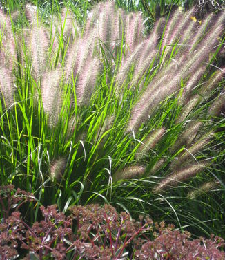 Pennisetum alopecuroides 'Red Head'