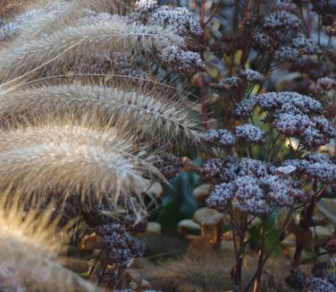 Pennisetum alopecuroides Red Head & Sedum Autumn Joy