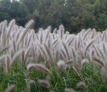 Pennisetum alopecuroides 'Red Head'