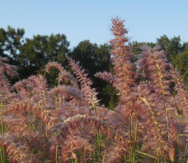 Pennisetum orientale Karley Rose - Oriental Fountain Grass