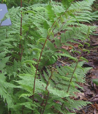 Athyrium filix-femina 'Lady In Red' (Berkshire Botanical)