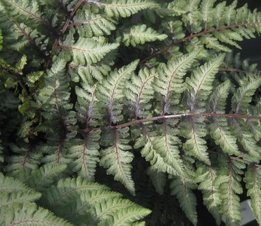 Athyrium nipponicum 'Pictum'