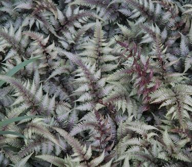 Athyrium nipponicum Pictum (@ NYBG)