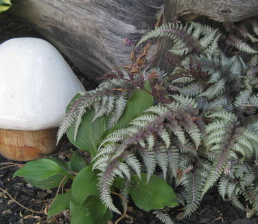 Athyrium nipponicum 'Pictum'