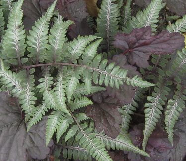 Athyrium filix-femina Lady In Red - Lady Fern (w/ Heuchera)