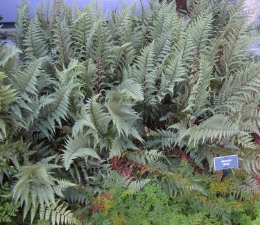 Athyrium x Ghost - Lady Fern (Scott Arb)