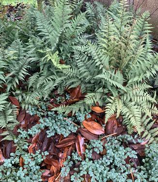 Athyrium x 'Ghost' - 'Ghost' Lady Fern