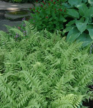 Athyrium x Ghost - Lady Fern