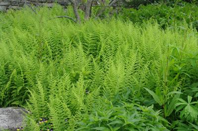 Dennstaedtia punctilobula - Hay-scented Fern